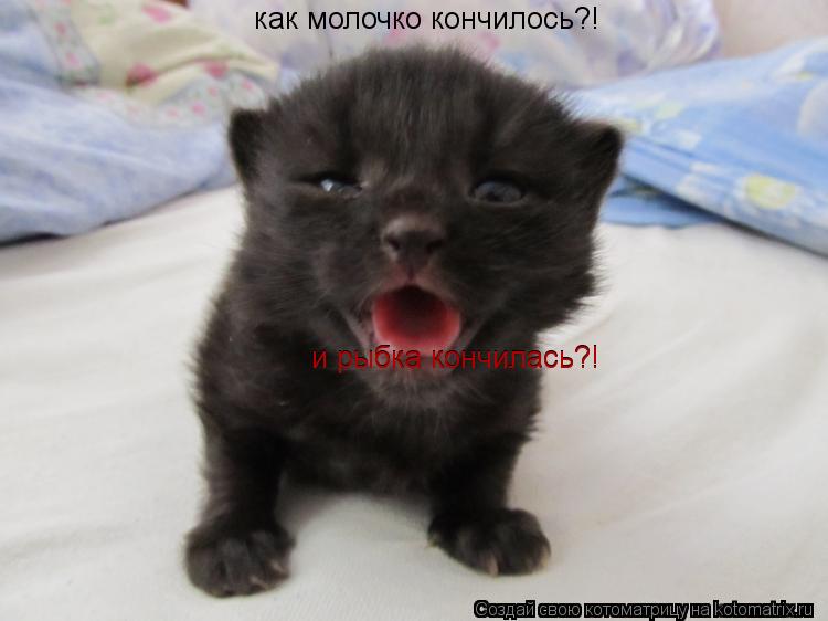 как молочко кончилось?! и рыбка кончилась?! и рыбка кончилась?!... Котоматрица: как молочко кончилось?! и рыбка кончилась?! и рыбка кончилась?!
