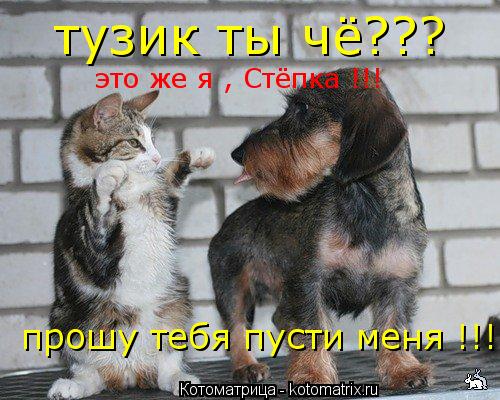 тузик ты чё??? это же я , Стёпка !!! прошу тебя пусти меня !!!... Котоматрица: тузик ты чё??? это же я , Стёпка !!! прошу тебя пусти меня !!!