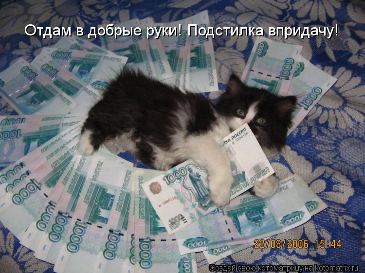 Отдам в добрые руки! Подстилка впридачу!... Котоматрица: Отдам в добрые руки! Подстилка впридачу!