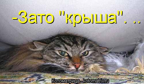 -Зато "крыша". ..... Котоматрица: -Зато "крыша". ..