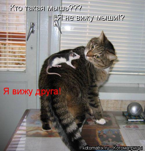 Кто такая мышь??? Я не вижу мыши!? Я вижу друга!... Котоматрица: Кто такая мышь??? Я не вижу мыши!? Я вижу друга!