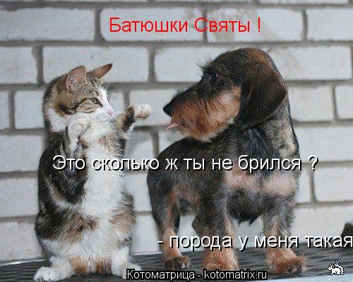 Батюшки Святы ! Это сколько ж ты не брился ? - порода у меня такая ...... Котоматрица: Батюшки Святы ! Это сколько ж ты не брился ? - порода у меня такая ...