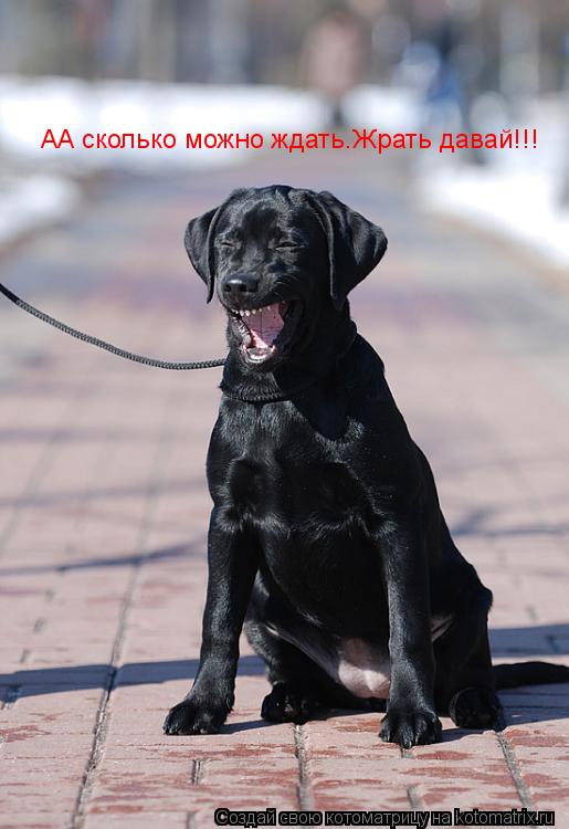 АА сколько можно ждать.Жрать давай!!!... Котоматрица: АА сколько можно ждать.Жрать давай!!!