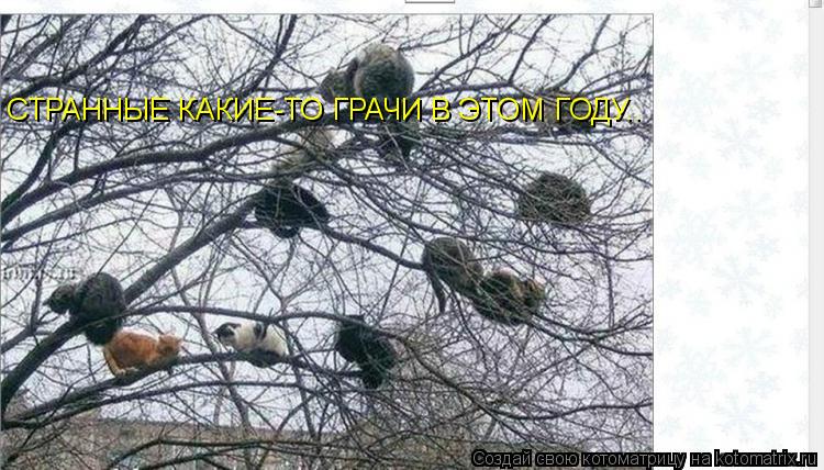 Котоматрица: СТРАННЫЕ КАКИЕ-ТО ГРАЧИ В ЭТОМ ГОДУ..