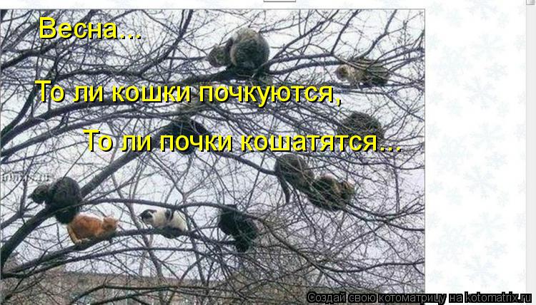 Котоматрица: Весна... То ли кошки почкуются, То ли почки кошатятся...