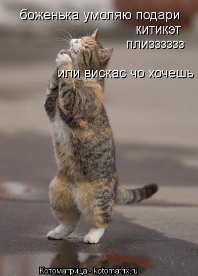 Котоматрица: боженька умоляю подари китикэт плизззззз или вискас чо хочешь