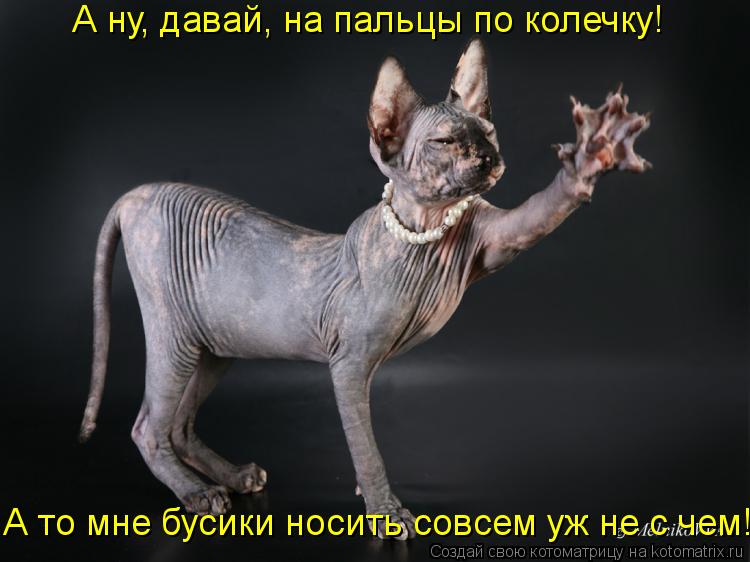 Котоматрица: А то мне бусики носить совсем уж не с чем! А ну, давай, на пальцы по колечку!