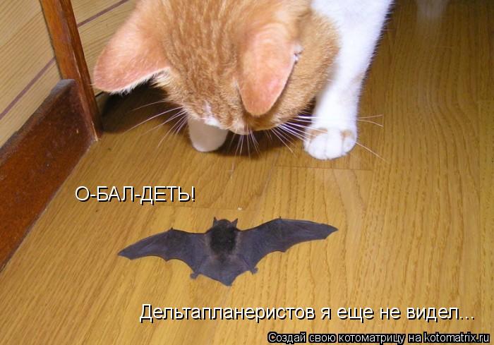 Котоматрица: О-БАЛ-ДЕТЬ! Дельтапланеристов я еще не видел...