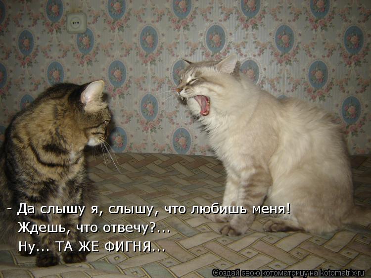 Котоматрица: - Да слышу я, слышу, что любишь меня! Ждешь, что отвечу?... Ну... ТА ЖЕ ФИГНЯ...
