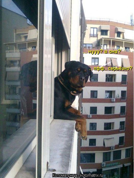 Котоматрица: ... нууу? а она? ... пфф.. серьёзно?