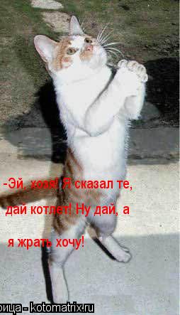 Котоматрица: -Эй, хозя! Я сказал те,  дай котлет! Ну дай, а я жрать хочу!