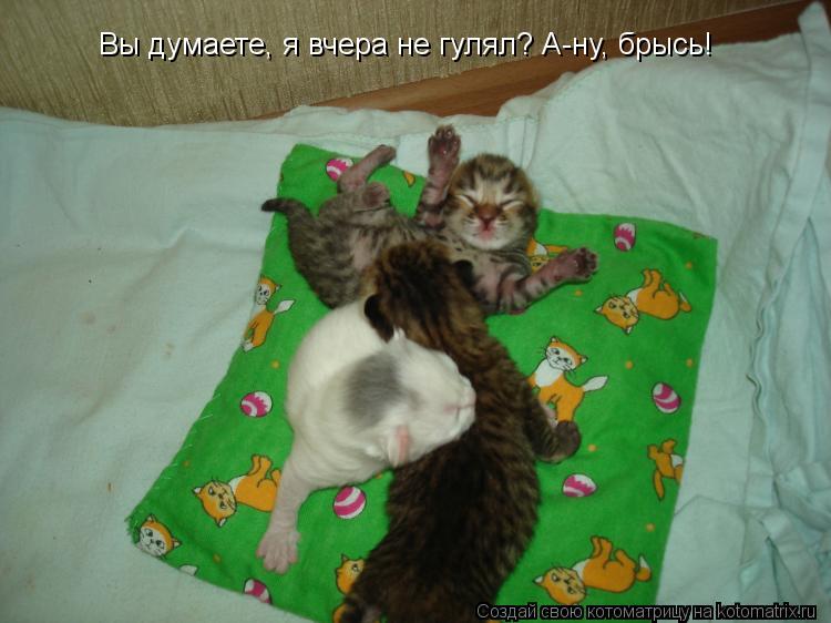 Котоматрица: Вы думаете, я вчера не гулял? А-ну, брысь!