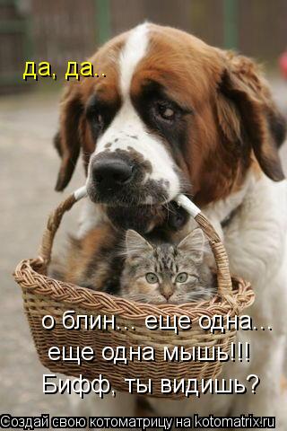 Котоматрица: о блин... еще одна... еще одна мышь!!! да, да.. Бифф, ты видишь?