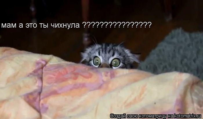 Котоматрица: мам а это ты чихнула ????????????????