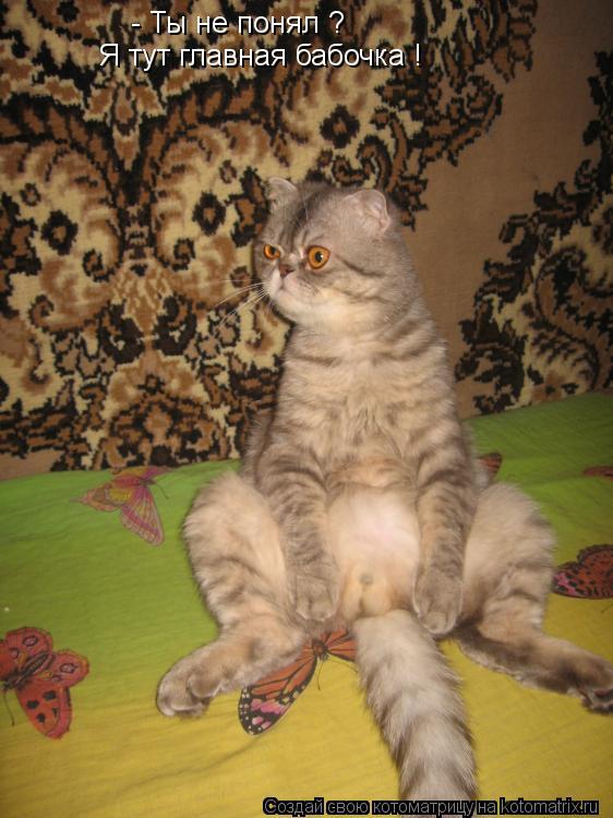 Котоматрица: - Ты не понял ? Я тут главная бабочка !