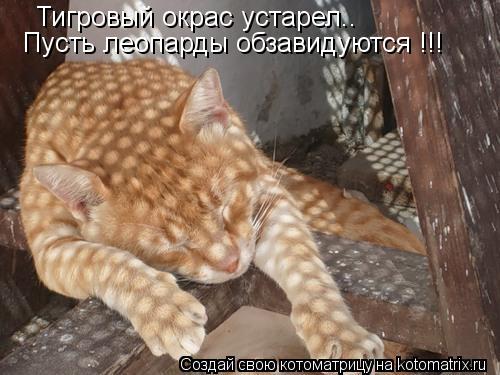Котоматрица: Тигровый окрас устарел.. Пусть леопарды обзавидуются !!!