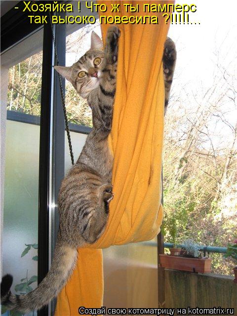 Котоматрица: - Хозяйка ! Что ж ты памперс так высоко повесила ?!!!!!...