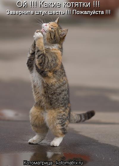 Котоматрица: Ой !!! Какие котятки !!! Заверните штук шесть !!! Пожалуйста !!!