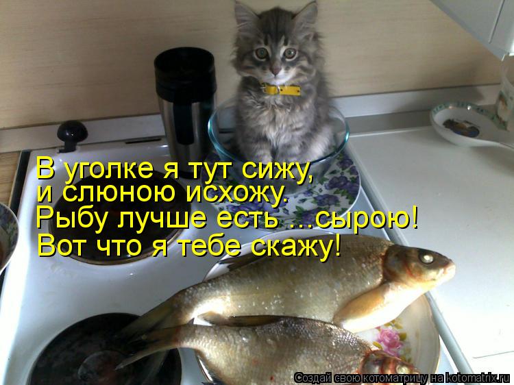 Котоматрица: и слюною исхожу. Рыбу лучше есть ...сырою! В уголке я тут сижу, Вот что я тебе скажу!