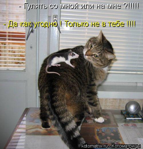 Котоматрица: - Гулять со мной или на мне ?!!!!! - Да как угодно ! Только не в тебе !!!!