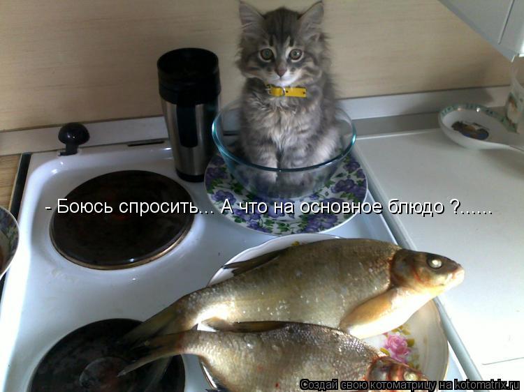 Котоматрица: - Боюсь спросить... А что на основное блюдо ?......