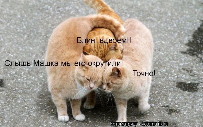 Котоматрица: Слышь Машка мы его окрутили! Точно! Блин, вдвоем!!