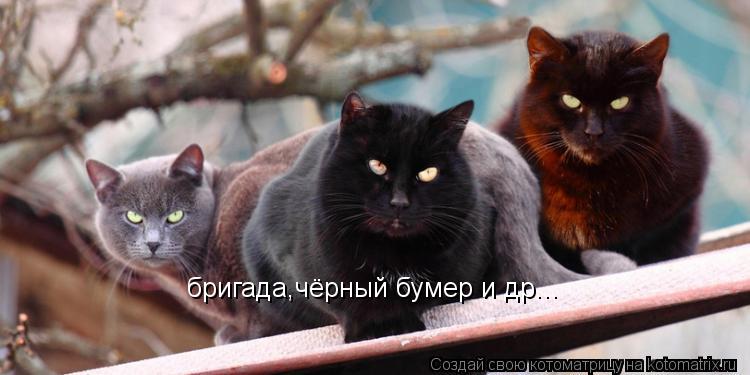 Котоматрица: бригада,чёрный бумер и др...