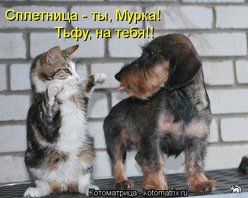 Котоматрица: Сплетница - ты, Мурка! Тьфу, на тебя!!