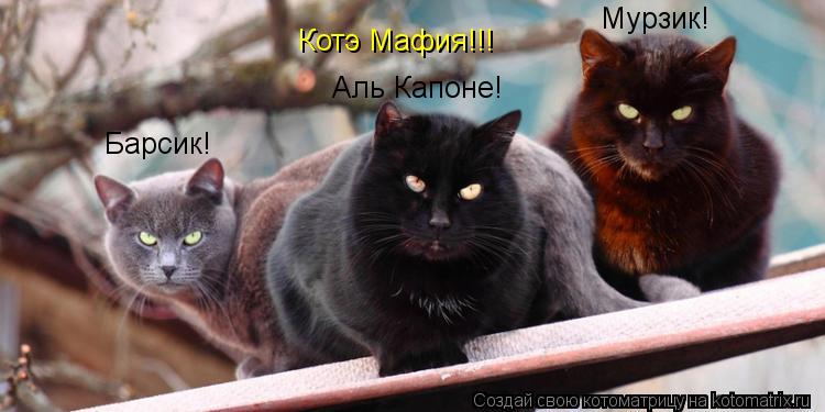 Котоматрица: Котэ Мафия!!! Барсик! Мурзик! Аль Капоне!