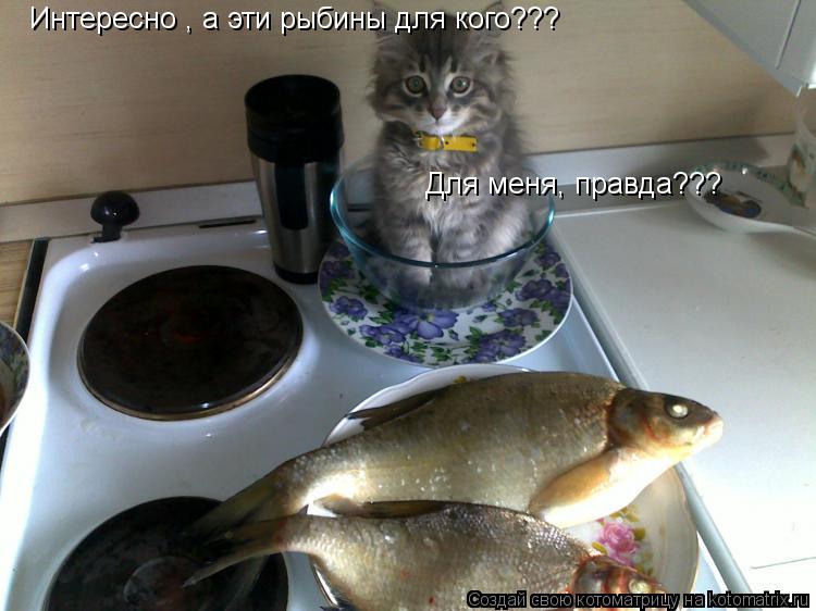 Котоматрица: Интересно , а эти рыбины для кого??? Для меня, правда???