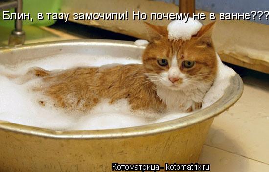 Котоматрица: Блин, в тазу замочили! Но почему не в ванне???