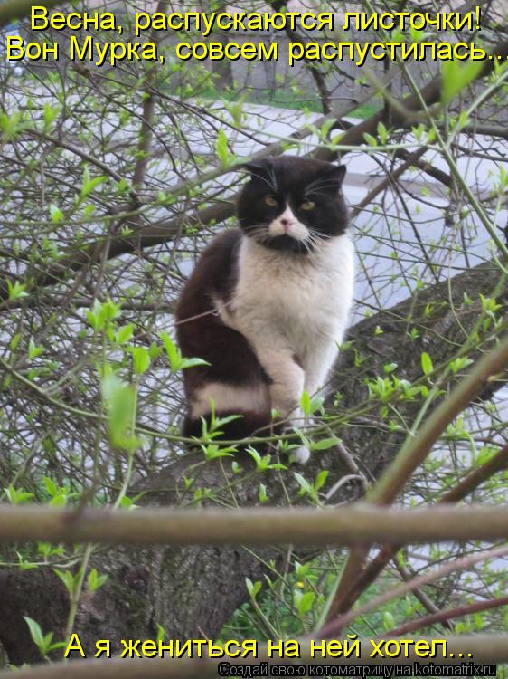 Котоматрица: Весна, распускаются листочки! Вон Мурка, совсем распустилась... А я жениться на ней хотел...