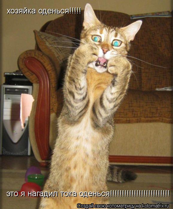 Котоматрица: хозяйка оденься!!!!! это я нагадил тока оденься!!!!!!!!!!!!!!!!!!!!!!!!!