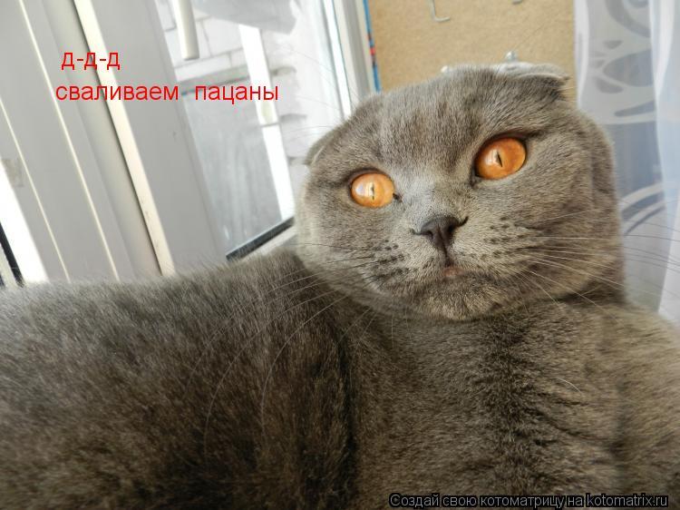 Котоматрица: д-д-д сваливаем  пацаны
