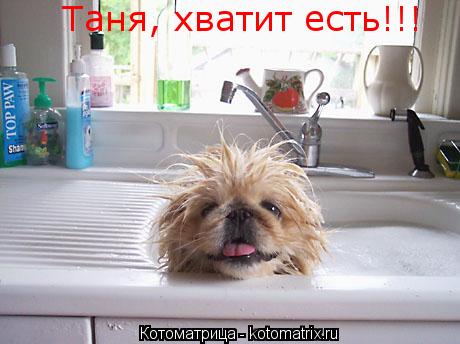 Котоматрица: Таня, хватит есть!!!