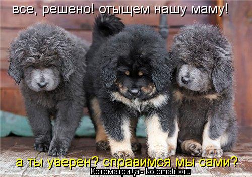 Котоматрица: все, решено! отыщем нашу маму! а ты уверен? справимся мы сами?