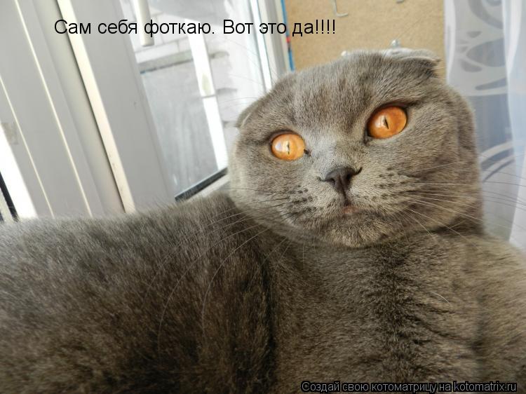 Котоматрица: Сам себя фоткаю. Вот это да!!!!