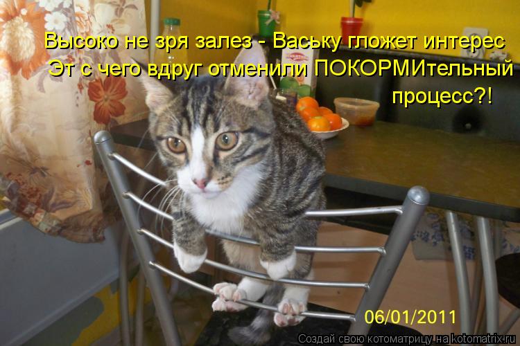 Эт с чего вдруг отменили ПОКОРМИтельный Высоко не зря залез - Ваську гложет интерес процесс?!... Котоматрица: Эт с чего вдруг отменили ПОКОРМИтельный Высоко не зря залез - Ваську гложет интерес процесс?!