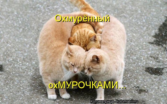 Охмурённый охМУРОЧКАМИ...... Котоматрица: Охмурённый охМУРОЧКАМИ...