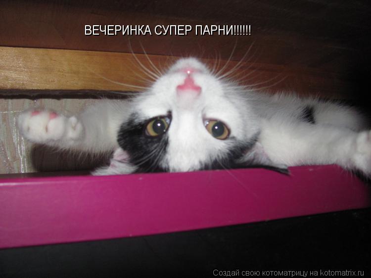 Котоматрица: ВЕЧЕРИНКА СУПЕР ПАРНИ!!!!!!