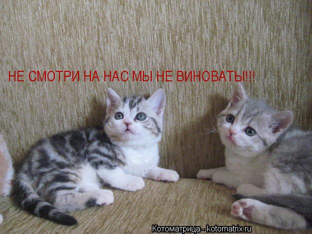 Котоматрица: НЕ СМОТРИ НА НАС МЫ НЕ ВИНОВАТЫ!!!
