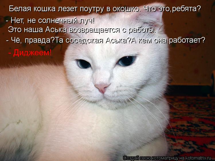Котоматрица: Белая кошка лезет поутру в окошко. Что это,ребята?  - Нет, не солнечный луч! Это наша Аська возвращается с работы.  - Чё, правда?Та соседская Ась