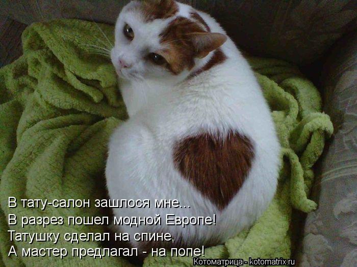 Котоматрица: В тату-салон зашлося мне... В разрез пошел модной Европе! А мастер предлагал - на попе! Татушку сделал на спине,