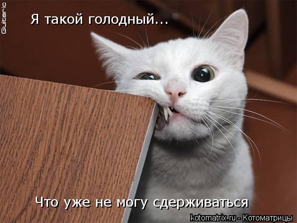 Котоматрица: Я такой голодный... Что уже не могу сдерживаться