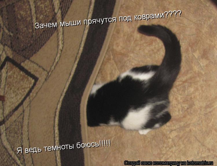 Котоматрица: Зачем мыши прячутся под коврами????   Я ведь темноты боюсь!!!!!