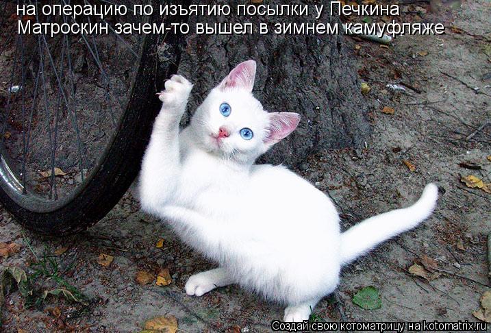 Котоматрица: на операцию по изъятию посылки у Печкина Матроскин зачем-то вышел в зимнем камуфляже