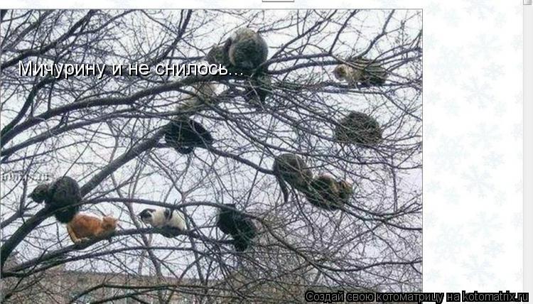 Котоматрица: Мичурину и не снилось...
