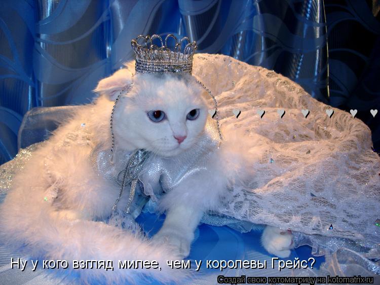 Котоматрица: &#9829;    &#9829;    &#9829;   &#9829;    &#9829;    &#9829;    &#9829;   &#9829; &#9829; &#9829; &#9829; &#9829; &#9829; Ну у кого взгляд милее, чем у королевы Грейс?