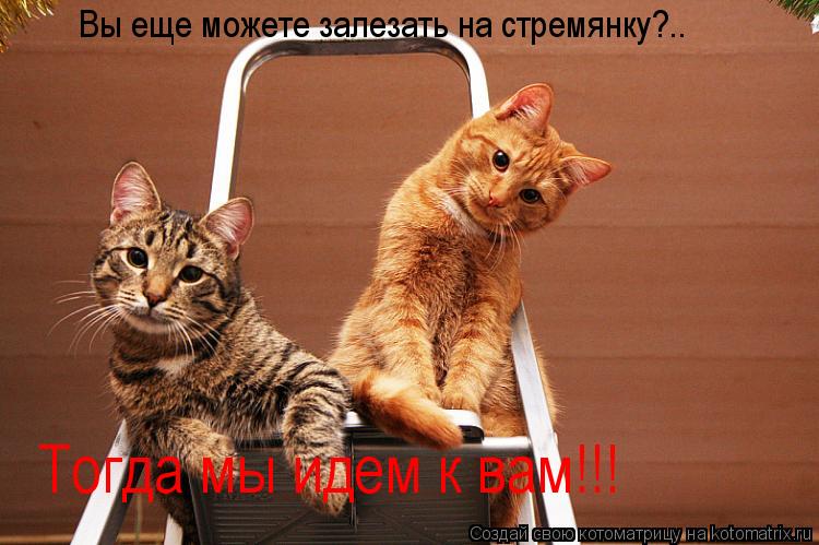 Котоматрица: Вы еще можете залезать на стремянку?.. Тогда мы идем к вам!!!