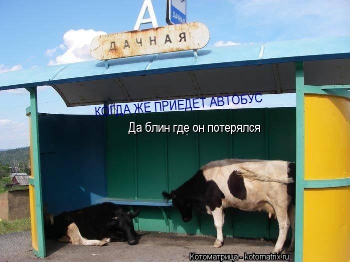 Котоматрица: КОГДА ЖЕ ПРИЕДЕТ АВТОБУС Да блин где он потерялся
